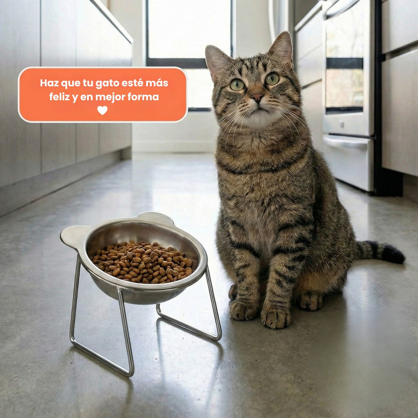 Cuenco Elevado para Gatos