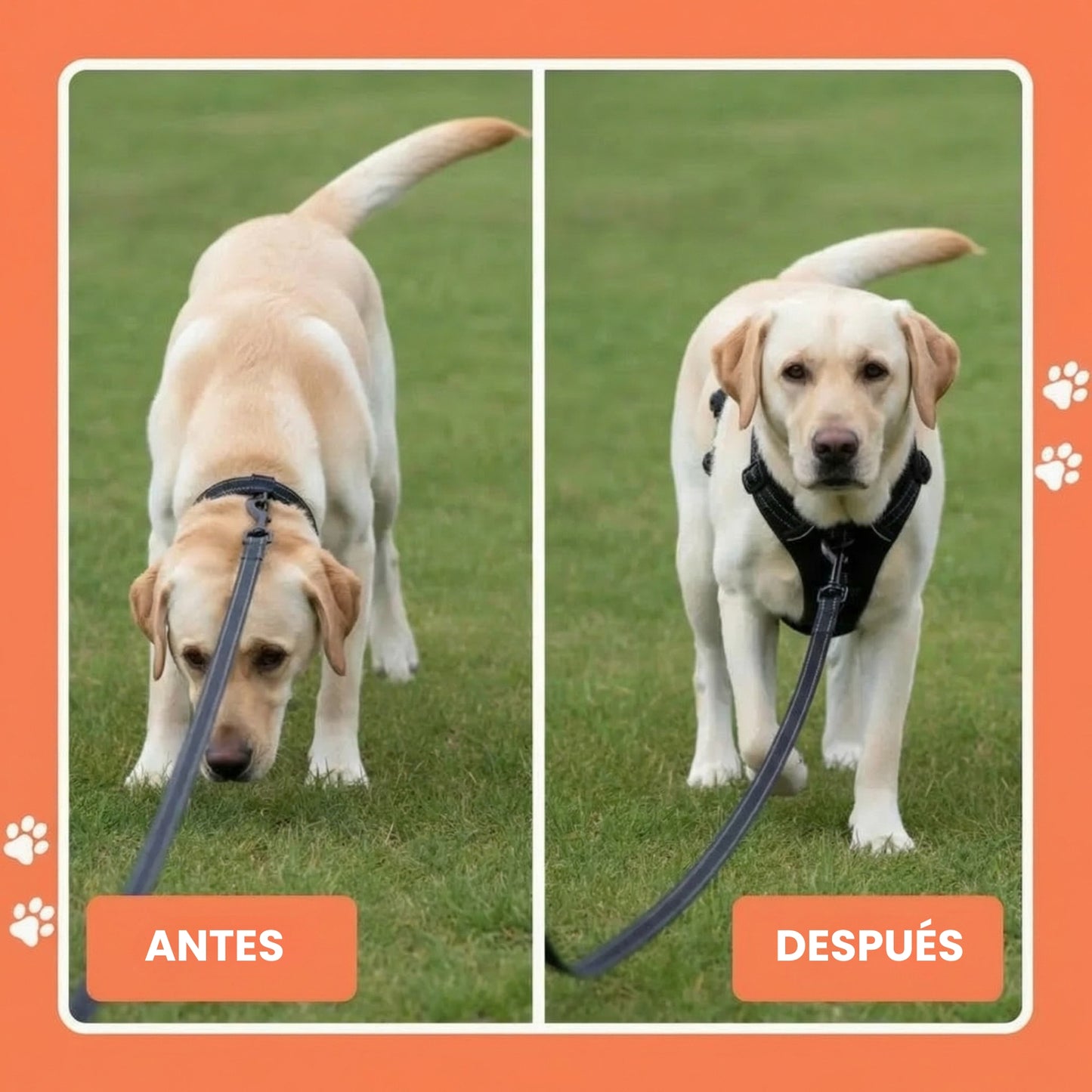 PaseoPro
